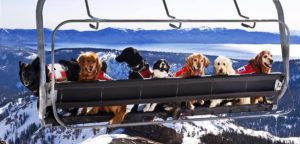 Dogs on a ski lift